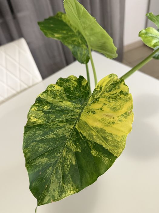 Бульби алоказіі макроріза ауреа варієгата