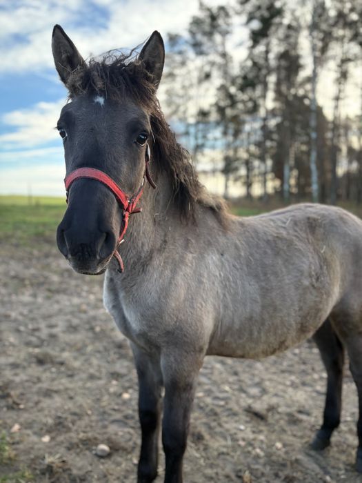 Klacz Konik Polski