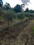 Oliveiras de jardim