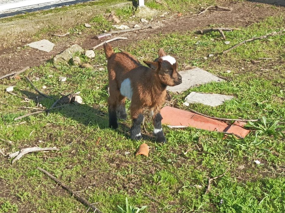 Cabritinho anão macho muito lindo