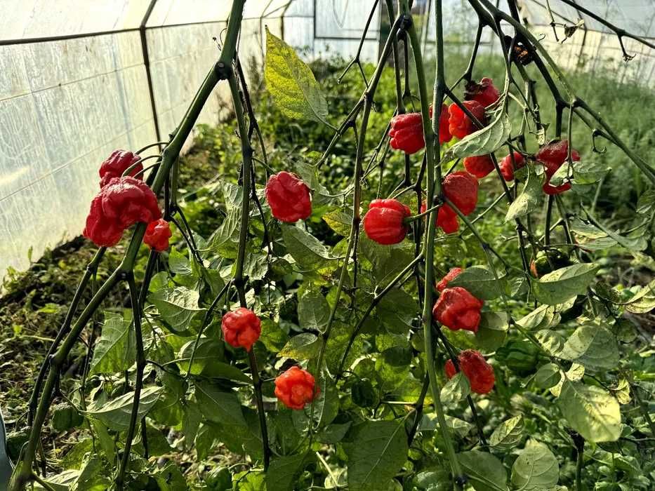 Carolina Reaper Ананас ферментированный Острый соус. Каролина рипер