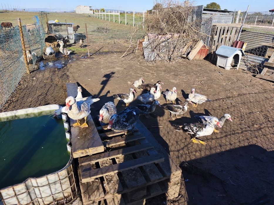 Patos mudos machos/fêmeas