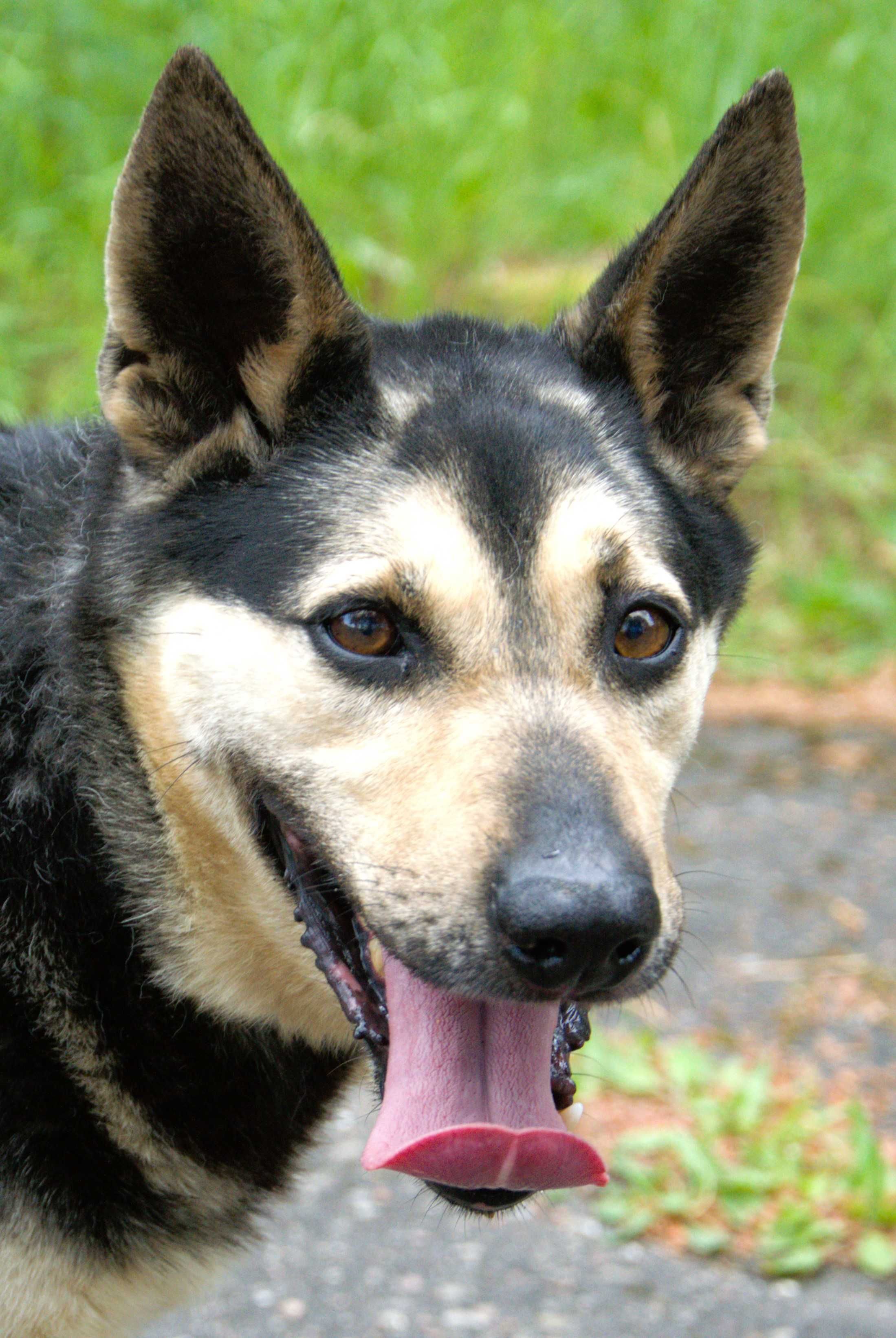 Bruno - pies do adopcji!
