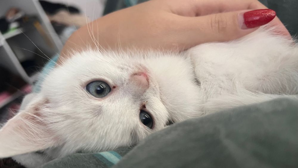 Віддам пʼять кошенят