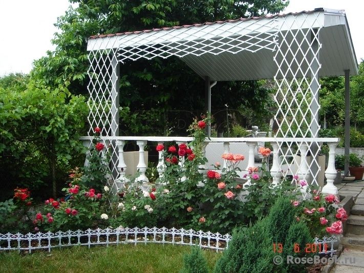 Многолетники садовые кустарники крупномеры  для тени или солнца