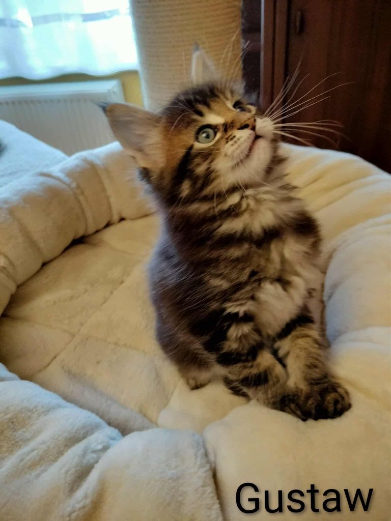 Kocurek Maine Coon Gustaw kocięta z rodowodem