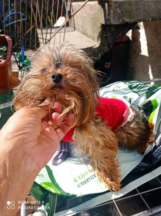 Menina Yorkshire Chocolate Mini de Qualidade