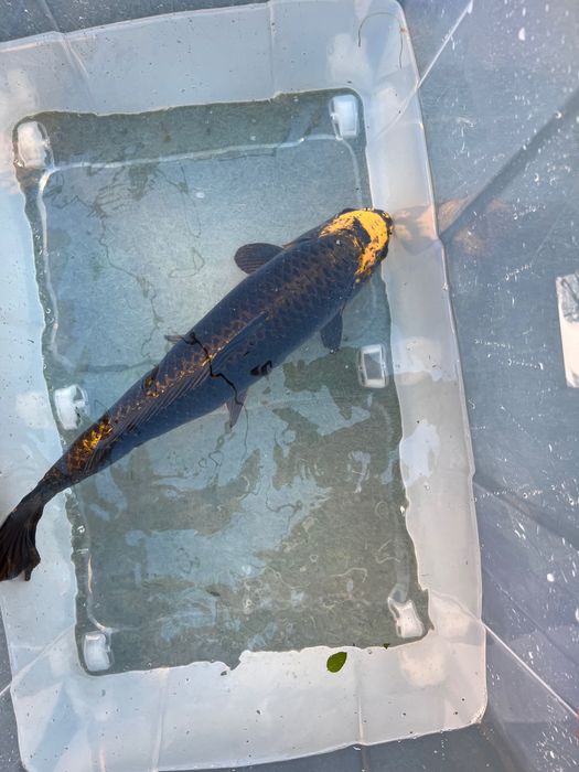 Carpa lindíssima