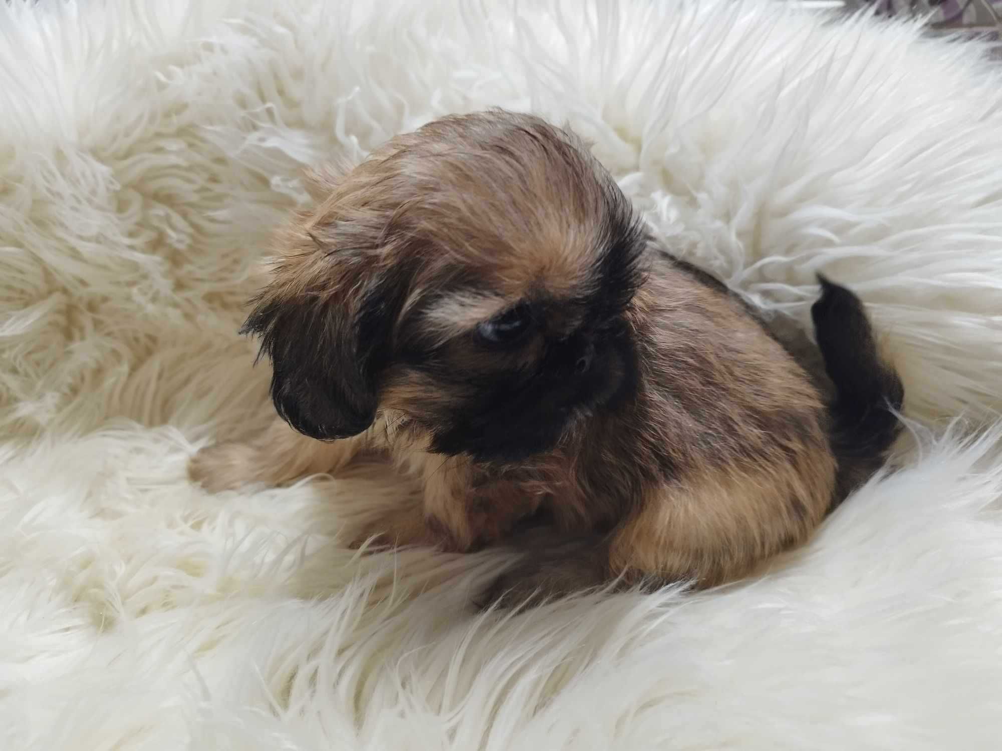 *** Śliczna Maleńka Dziewczynka Shih Tzu ***