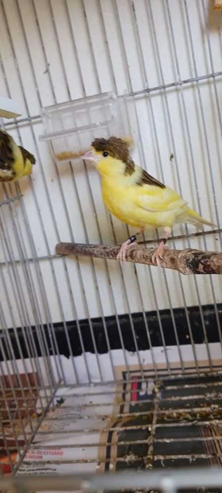Canario de poupa anilhados