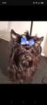 York, yorkshire terrier black suczka 3 lata