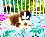 Szczeniak Siberian Husky rodowód ZKwP FCI Champion Puppy Pedigree