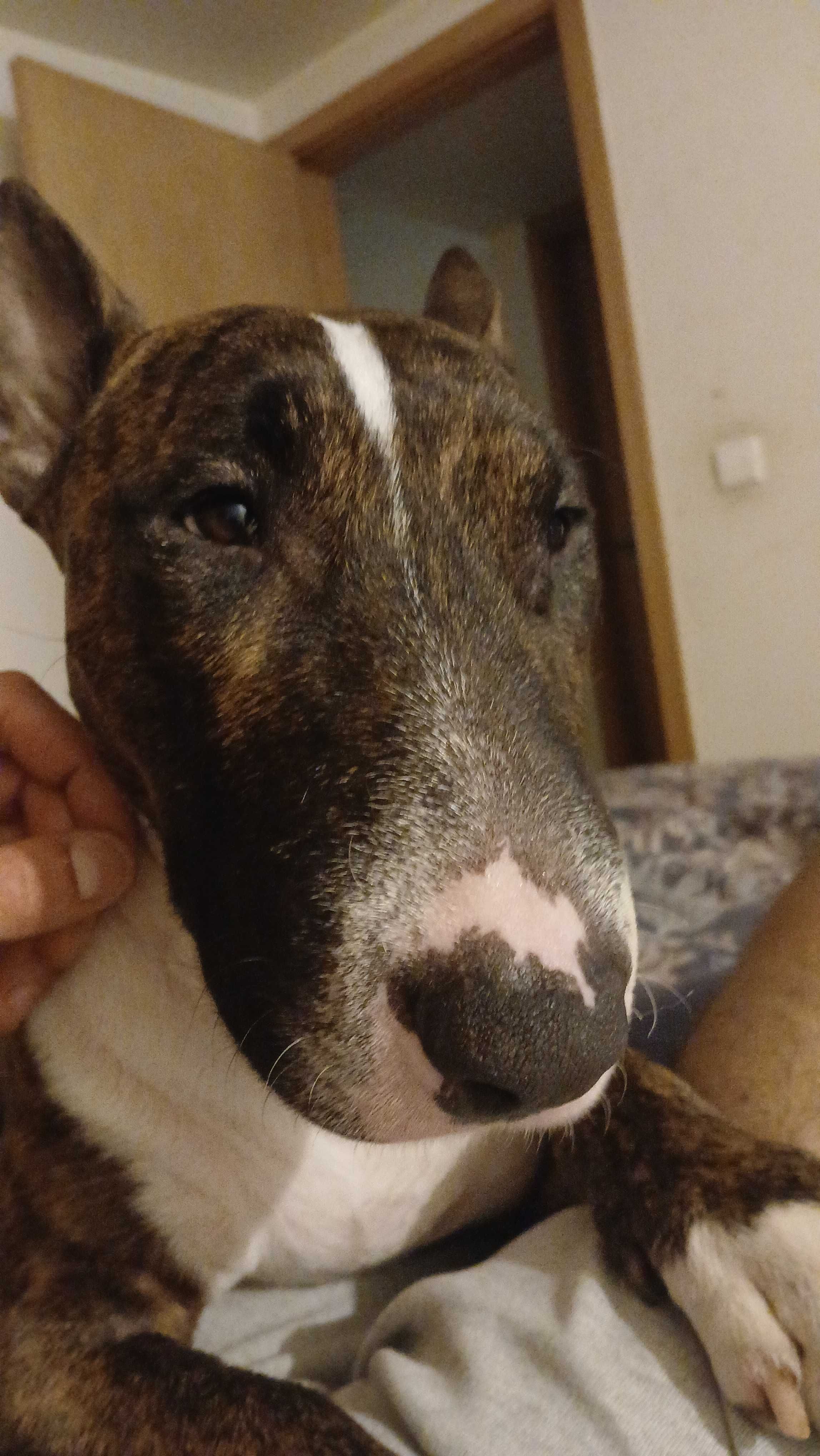 Dou cão  para adocao