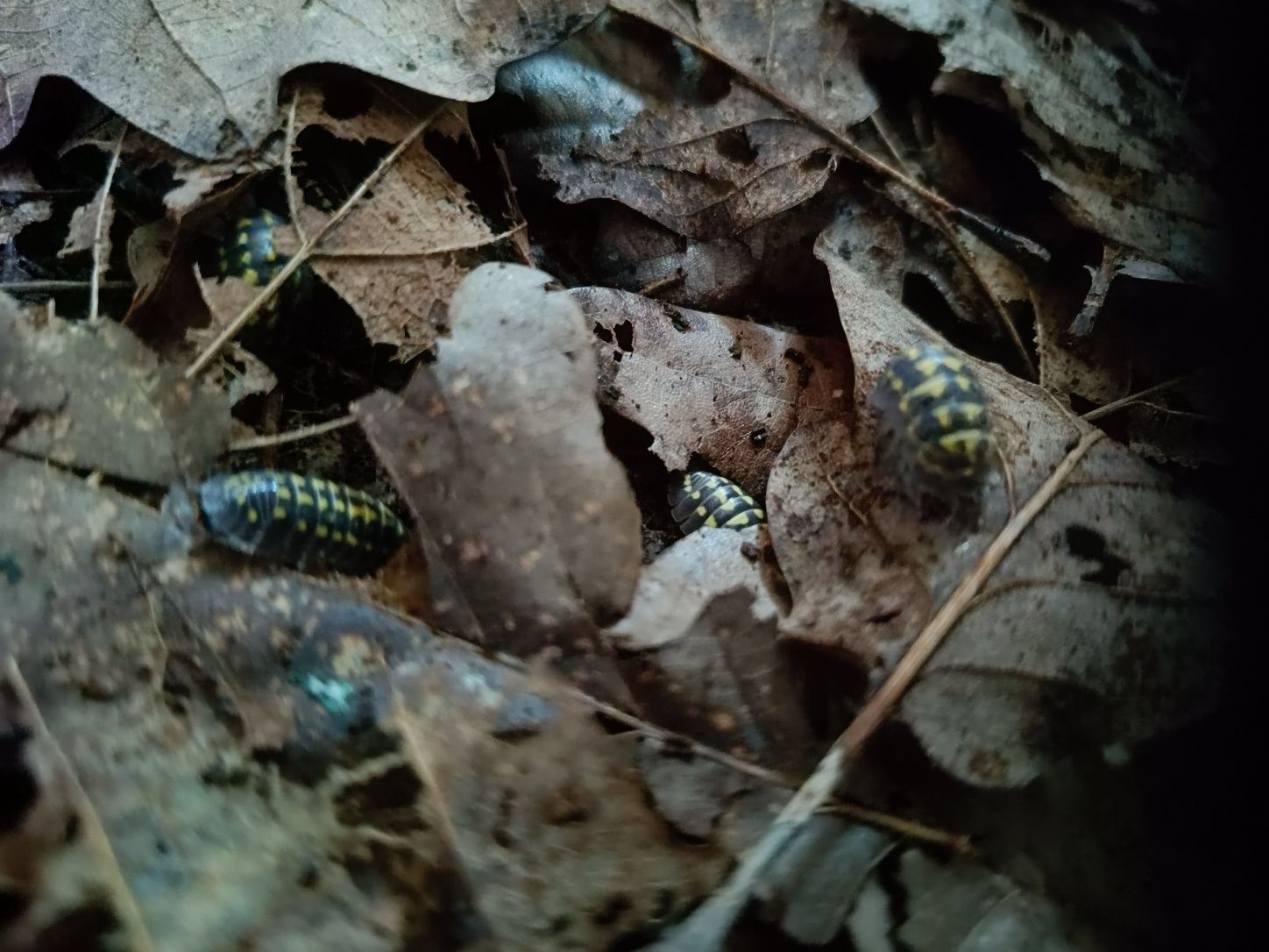 Armadilidium gestroi pakiet 10szt im więcej tym taniej isopody kulanki