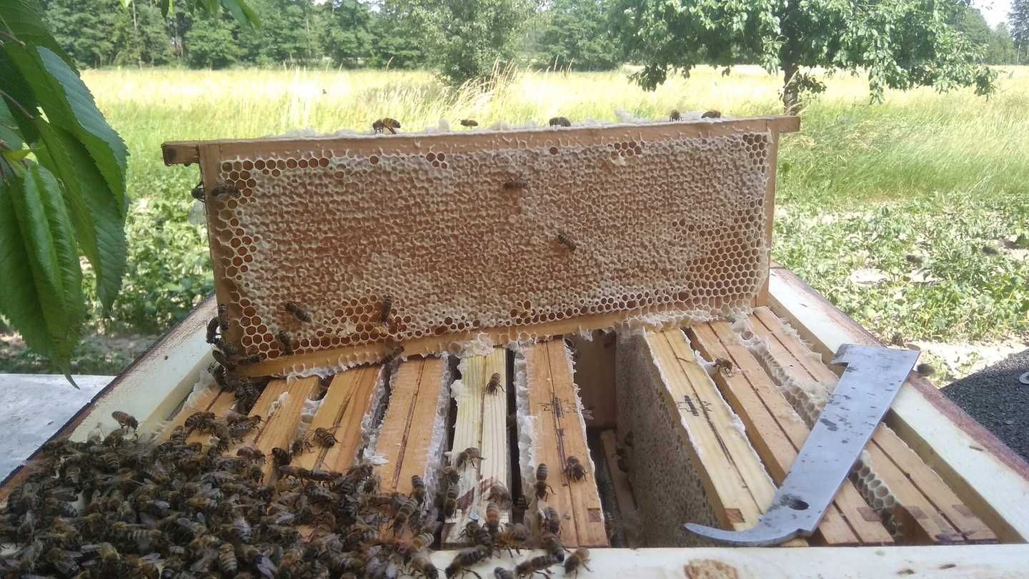 Miód naturalny Wiosenny 1,2 kg 2023 DolinaBugu ŚWIEŻY