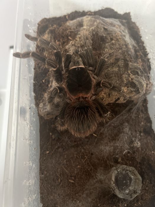 L.Parahybana - samica