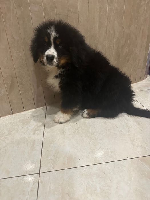 Berneński pies pasterski