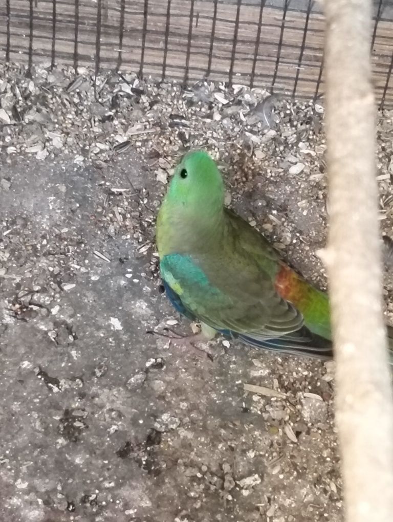 Vendo Red Rumped