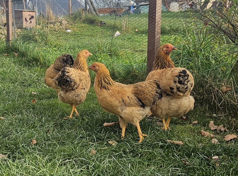 Kurki pary miniatury młode wyandotte