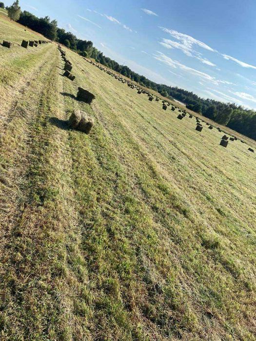 Sprzedam siano w kostkach