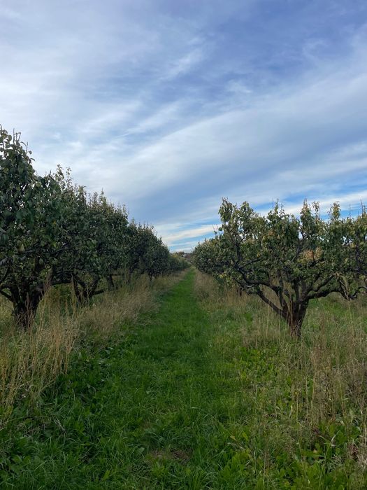 Jabłka, gruszki z własnego sadu / Gdynia Obłuże