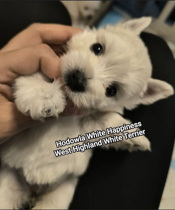 Słodki szczeniak West White Terrier zapowiedź zdrowych rodzicach CMO 0