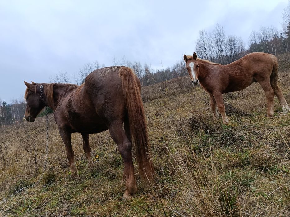 Продам сильного коня
