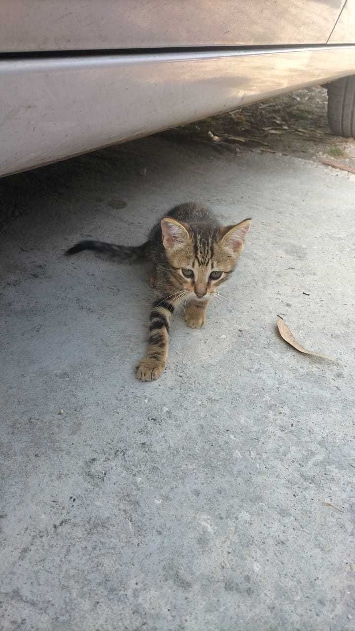 3 gatinhos para adoção responsável