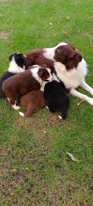 Border collie -suczka