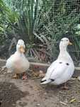 Call duck młoda parka