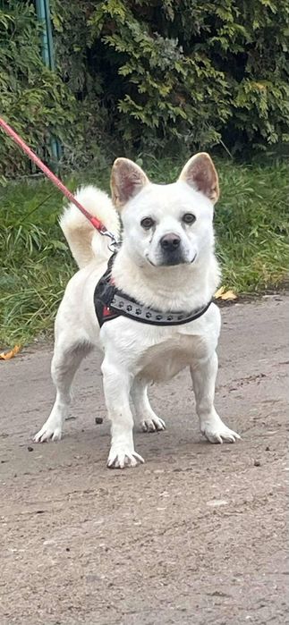 Malutki ,śliczny i biały Jasio ,szuka domu.