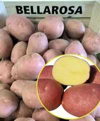Продам насіннєву картоплю Белароса / Семенной картофель, картошка