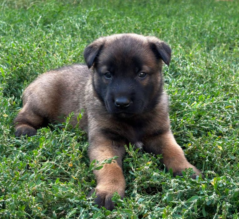 Бельгійська вівчарка малинуа