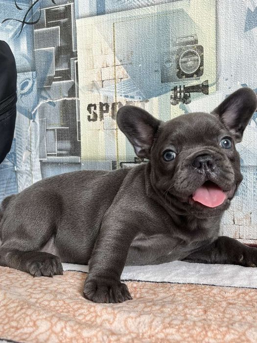 Французький бульдог