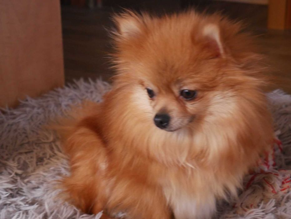 Szpic miniaturowy-Pomeranian -Piesek
