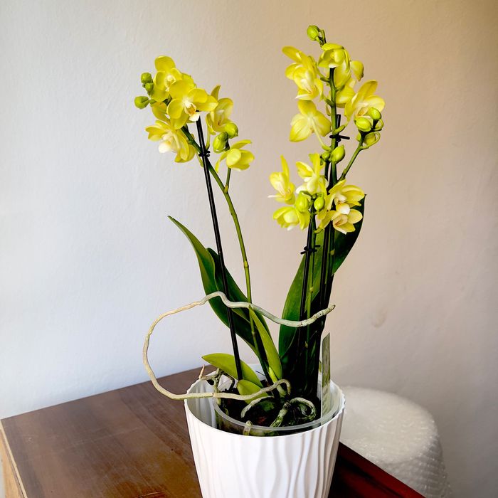 Sprzedaż storczyków