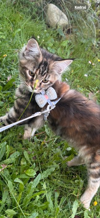 Podpalana Koteczka Maine Coon