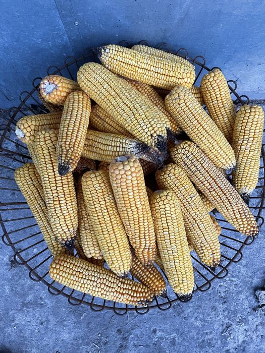 Кукурудза в качанах