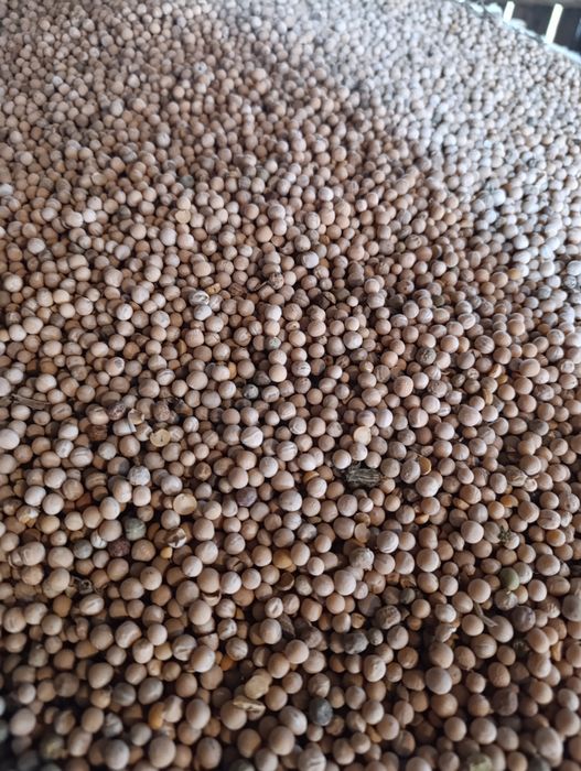 Sprzedam groch Batuta paszowy , na poplon , jadalny 2025