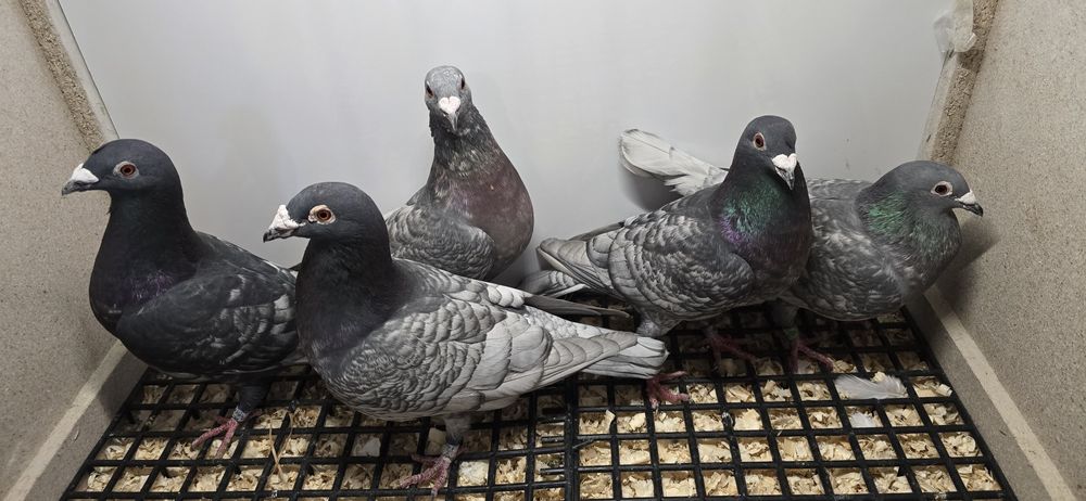 Gołębie pocztowe