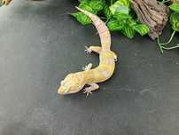 Gekon Lamparci Tremper Albino nr ref. EM299