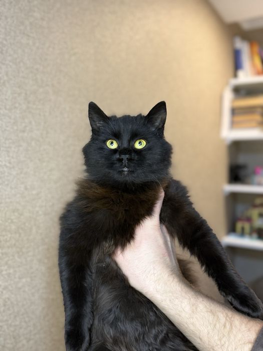 В добрые руки , отдам даром