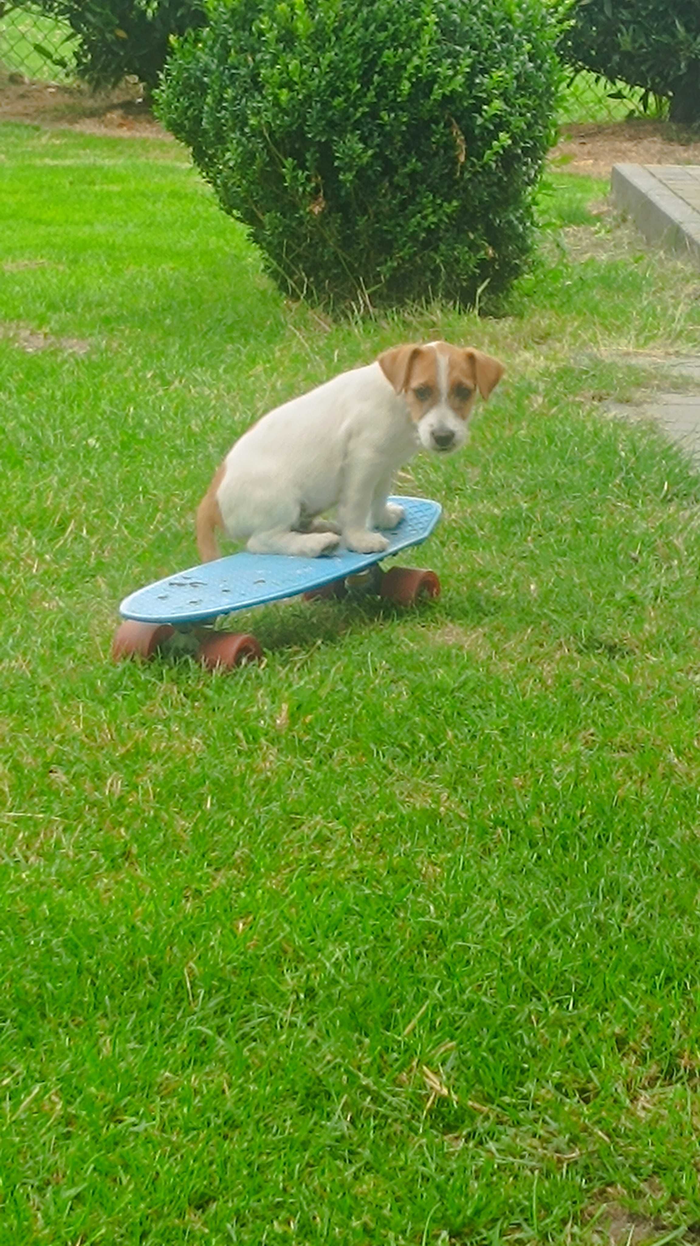 Jack Russell terrier