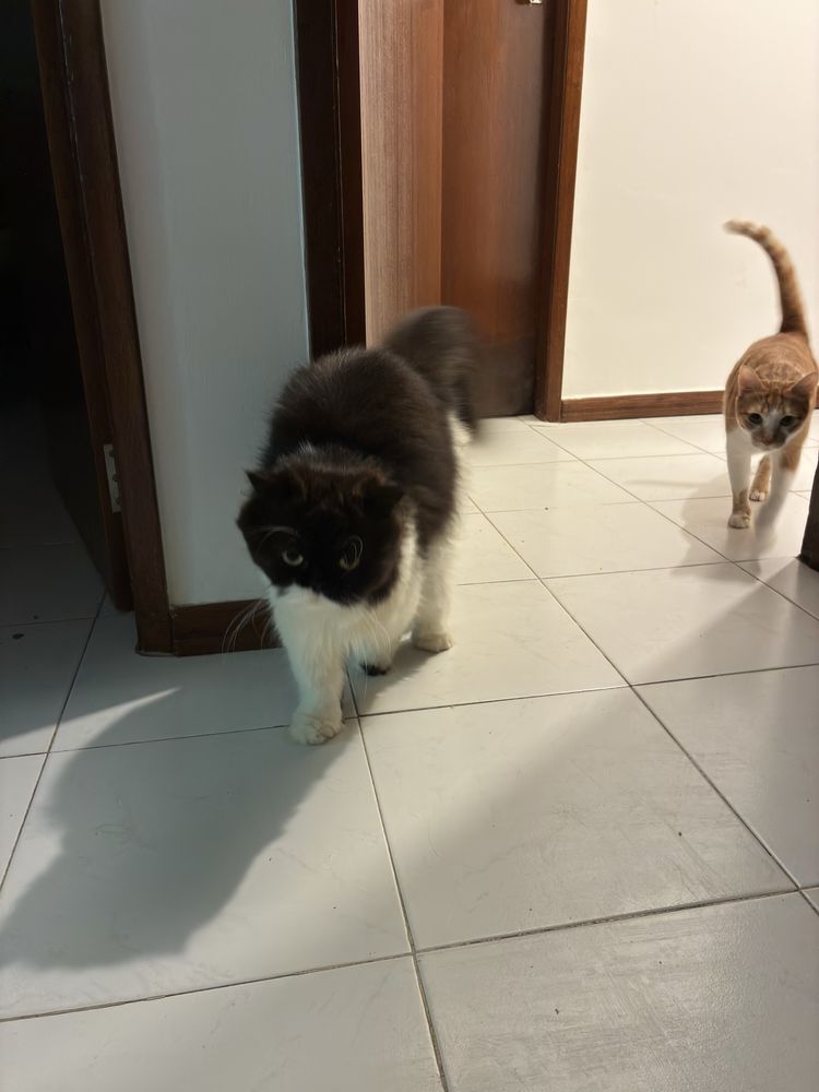 Petsitting na sua casa! E banhos