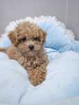 Maltipoo chłopiec malutki