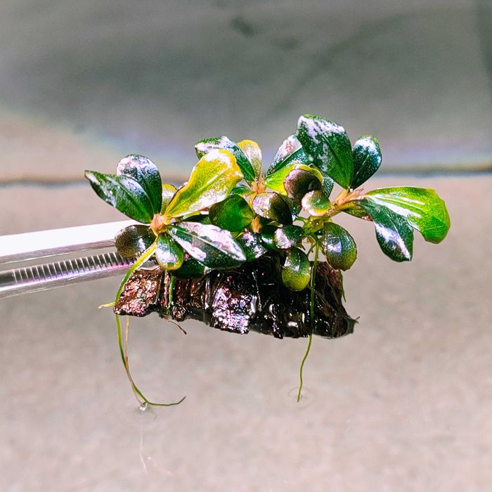 Bucephalandra Pygmaea "Bukit Kelam/Sintang"