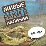 Раки живі, варені. Доставка. ОПТ.