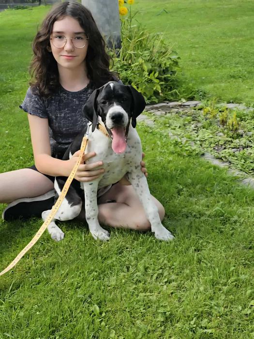 Pointer, piękna suczka- wyżeł angielski FCI