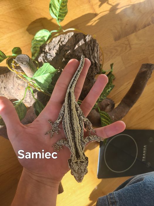 Para - Gekon Nie-orzęsiony, Uszaty