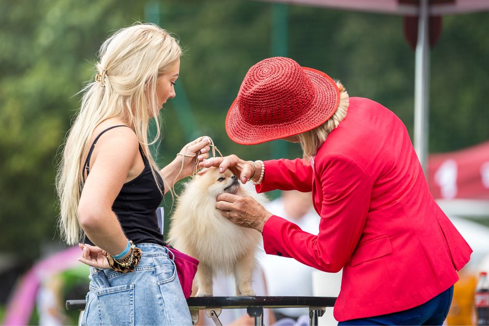 REPRODUKTOR szpic miniaturowy pomeranian fci